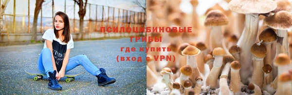 прущие грибы Абинск