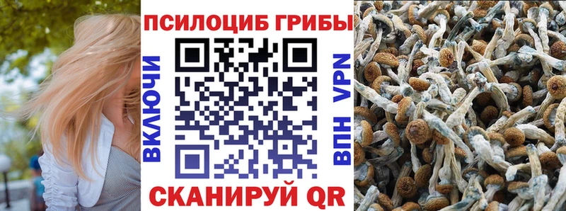 omg зеркало  что такое   Ярославль  Галлюциногенные грибы Cubensis 